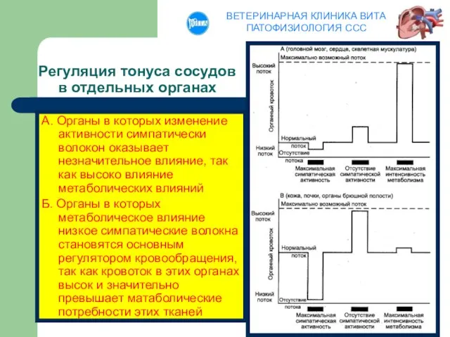 Регуляция тонуса сосудов в отдельных органах А. Органы в которых изменение