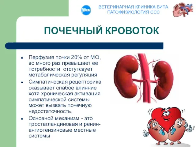 ПОЧЕЧНЫЙ КРОВОТОК Перфузия почки 20% от МО, во много раз превышает