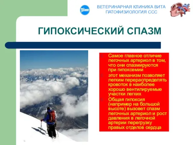 ГИПОКСИЧЕСКИЙ СПАЗМ Самое главное отличие легочных артериол в том, что они