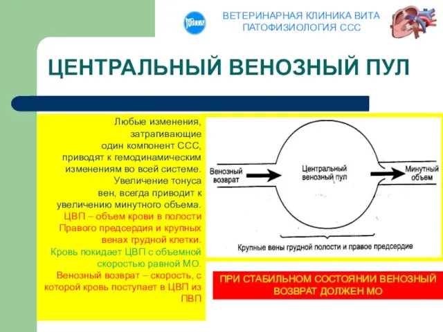 ЦЕНТРАЛЬНЫЙ ВЕНОЗНЫЙ ПУЛ Любые изменения, затрагивающие один компонент ССС, приводят к