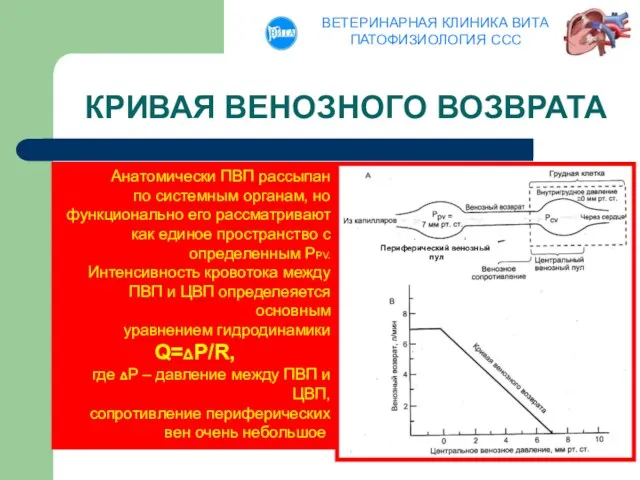 КРИВАЯ ВЕНОЗНОГО ВОЗВРАТА Периферический венозный пул Анатомически ПВП рассыпан по системным