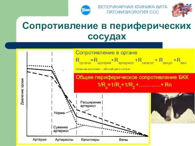 Сопротивление в периферических сосудах Сопротивление в органе Rоргана=Rартерий+Rартериол +Rкапилл + Rвенул