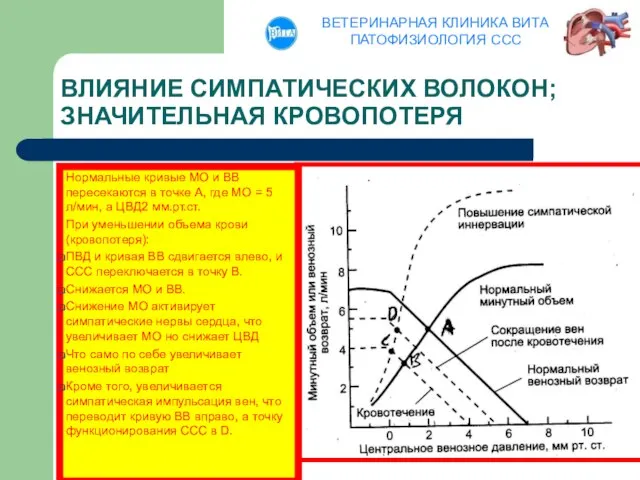 ВЛИЯНИЕ СИМПАТИЧЕСКИХ ВОЛОКОН; ЗНАЧИТЕЛЬНАЯ КРОВОПОТЕРЯ Нормальные кривые МО и ВВ пересекаются