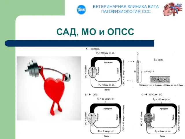 САД, МО и ОПСС