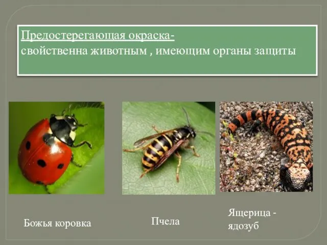 Предостерегающая окраска- свойственна животным , имеющим органы защиты Ящерица - ядозуб Пчела Божья коровка