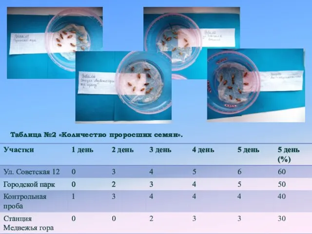 Таблица №2 «Количество проросших семян».