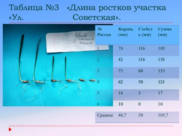 Таблица №3 «Длина ростков участка «Ул. Советская».