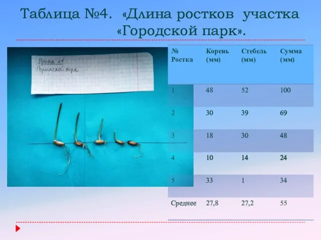 Таблица №4. «Длина ростков участка «Городской парк».