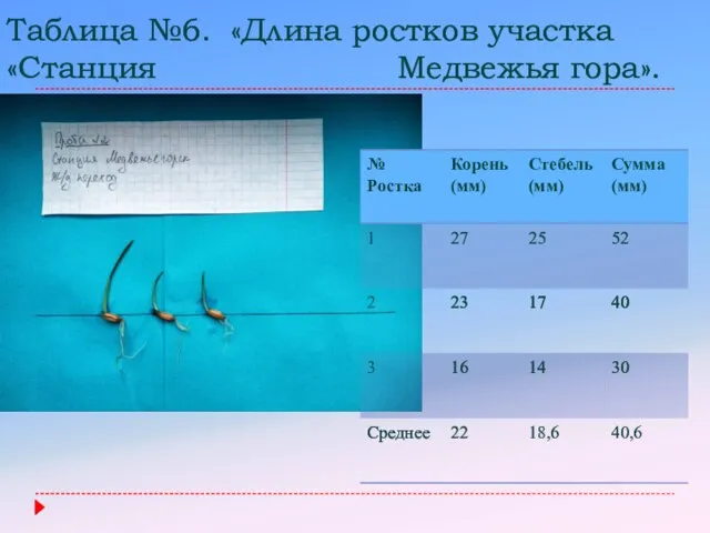 Таблица №6. «Длина ростков участка «Станция Медвежья гора».