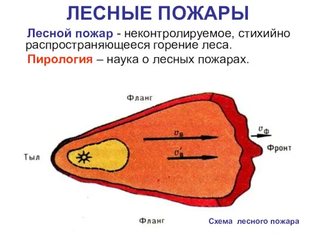 ЛЕСНЫЕ ПОЖАРЫ Схема лесного пожара Лесной пожар - неконтролируемое, стихийно распространяющееся