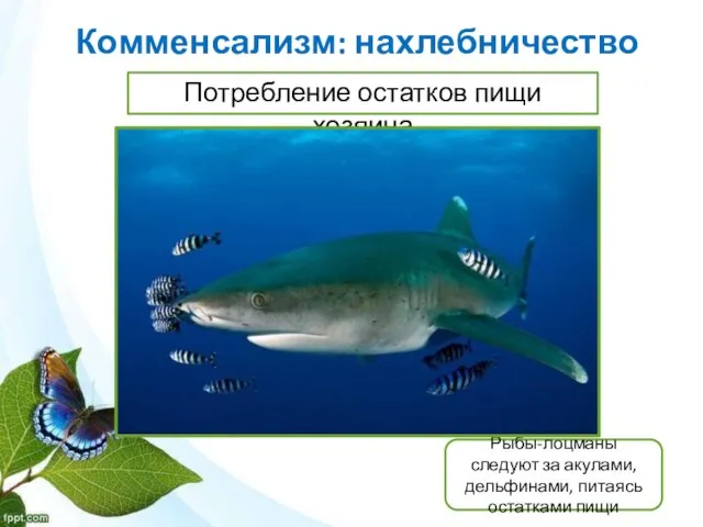 Комменсализм: нахлебничество Потребление остатков пищи хозяина Рыбы-лоцманы следуют за акулами, дельфинами, питаясь остатками пищи