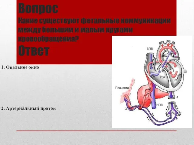 Вопрос Какие существуют фетальные коммуникации между большим и малым кругами кровообращения?