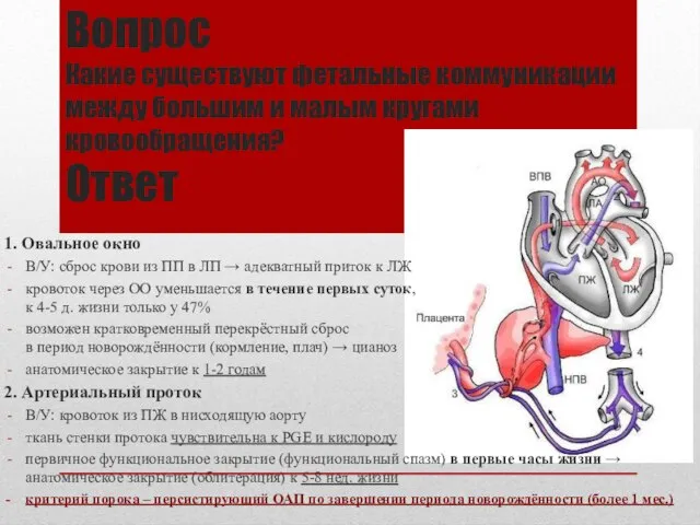 Вопрос Какие существуют фетальные коммуникации между большим и малым кругами кровообращения?