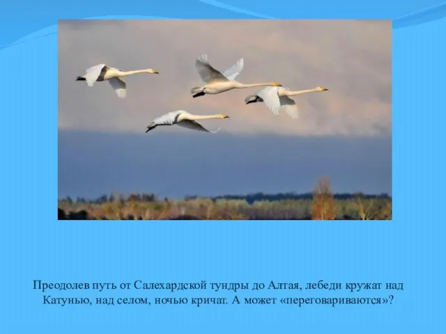 Преодолев путь от Салехардской тундры до Алтая, лебеди кружат над Катунью,