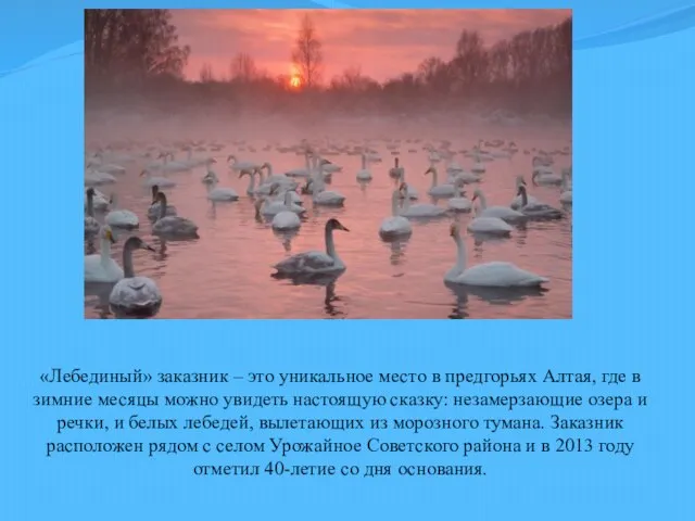 «Лебединый» заказник – это уникальное место в предгорьях Алтая, где в