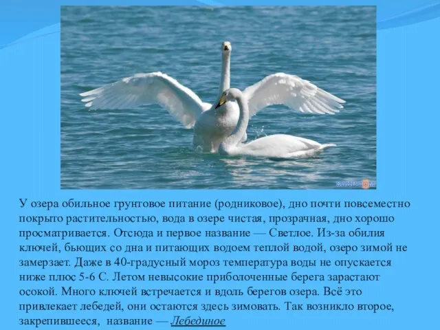 У озера обильное грунтовое питание (родниковое), дно почти повсеместно покрыто растительностью,