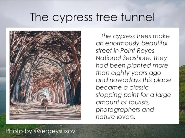 The cypress tree tunnel Photo by @sergeysuxov The cypress trees make