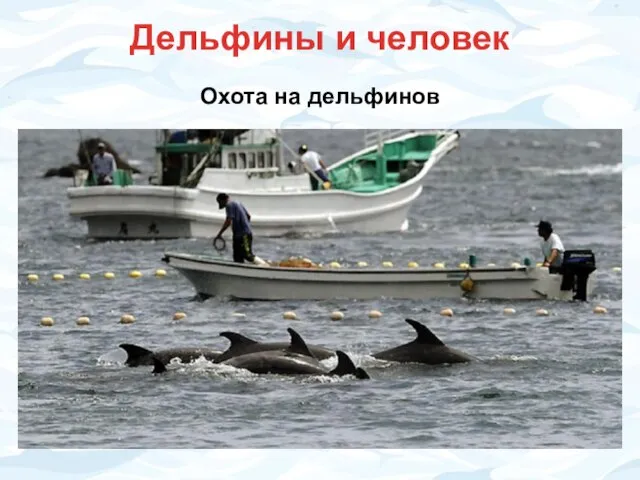 Дельфины и человек Охота на дельфинов