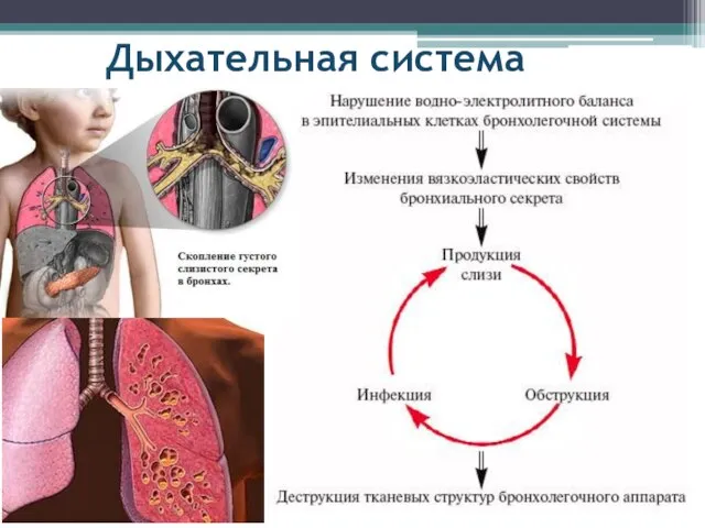 Дыхательная система