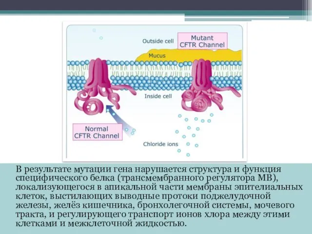 В результате мутации гена нарушается структура и функция специфического белка (трансмембранного