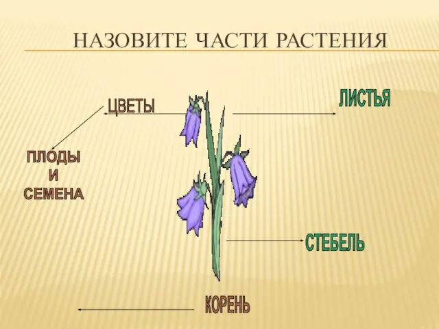 ЦВЕТЫ КОРЕНЬ СТЕБЕЛЬ ЛИСТЬЯ ПЛОДЫ И СЕМЕНА НАЗОВИТЕ ЧАСТИ РАСТЕНИЯ