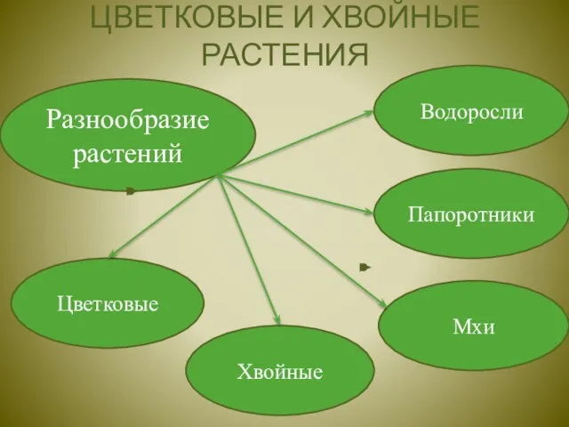 ЦВЕТКОВЫЕ И ХВОЙНЫЕ РАСТЕНИЯ Цветковые Папоротники Водоросли Хвойные Мхи Разнообразие растений