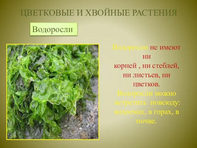 ЦВЕТКОВЫЕ И ХВОЙНЫЕ РАСТЕНИЯ Водоросли Водоросли не имеют ни корней ,