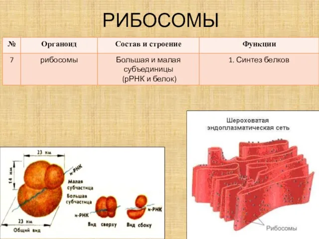 РИБОСОМЫ