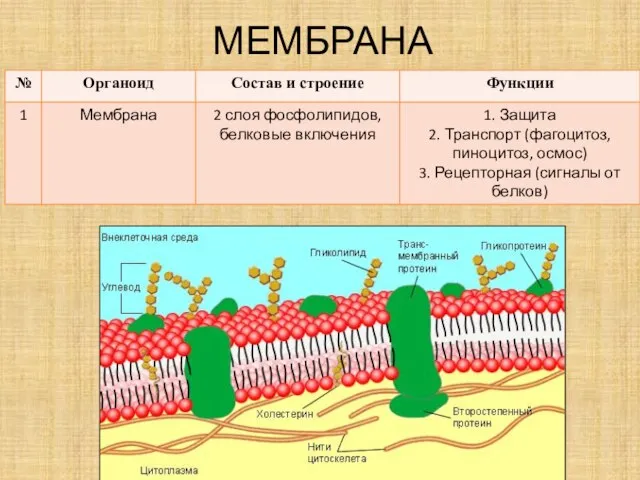 МЕМБРАНА