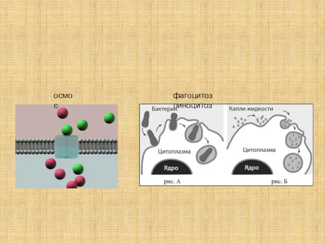 осмос фагоцитоз пиноцитоз