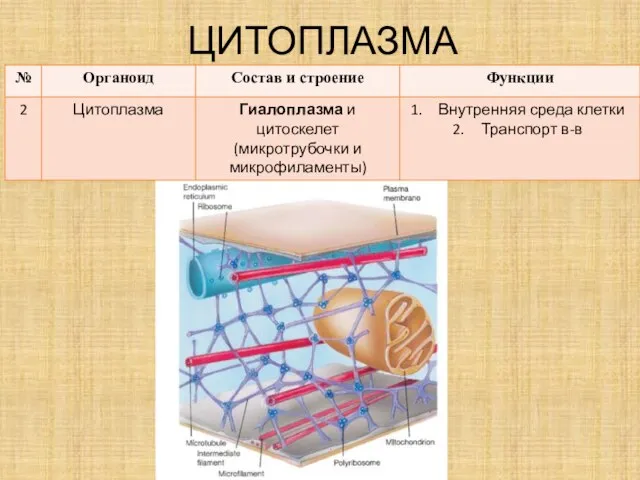 ЦИТОПЛАЗМА