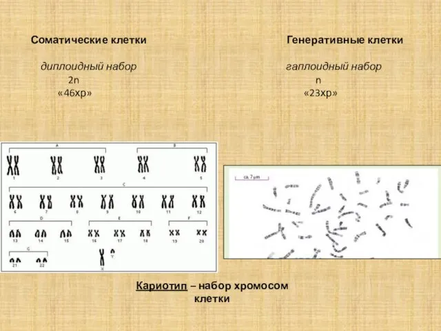 Соматические клетки Генеративные клетки диплоидный набор гаплоидный набор 2n n «46хр»