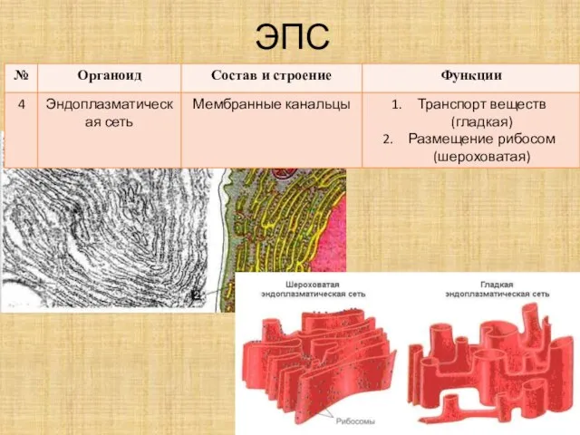 ЭПС