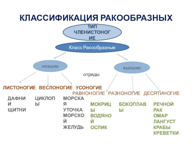 КЛАССИФИКАЦИЯ РАКООБРАЗНЫХ отряды ЛИСТОНОГИЕ ВЕСЛОНОГИЕ УСОНОГИЕ РАВНОНОГИЕ РАЗНОНОГИЕ ДЕСЯТИНОГИЕ низшие высшие