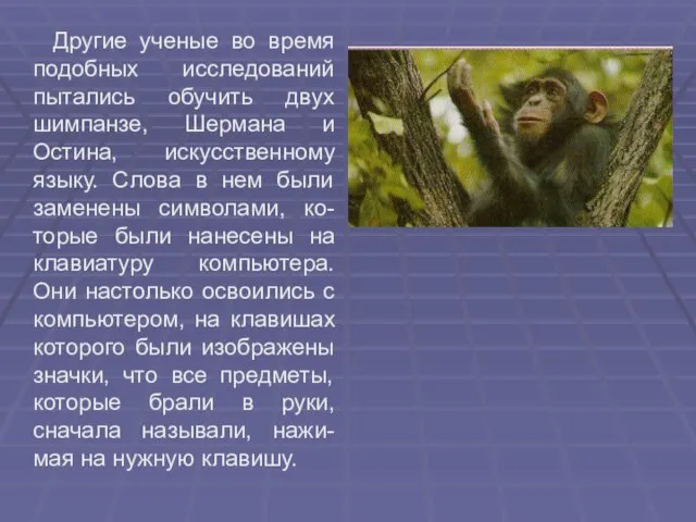 Другие ученые во время подобных исследований пытались обучить двух шимпанзе, Шермана