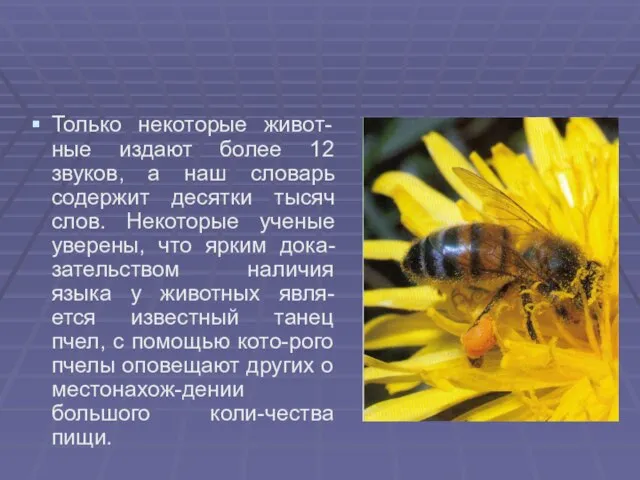 Только некоторые живот-ные издают более 12 звуков, а наш словарь содержит