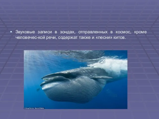 Звуковые записи в зондах, отправленных в космос, кроме человечес-кой речи, содержат также и «песни» китов.