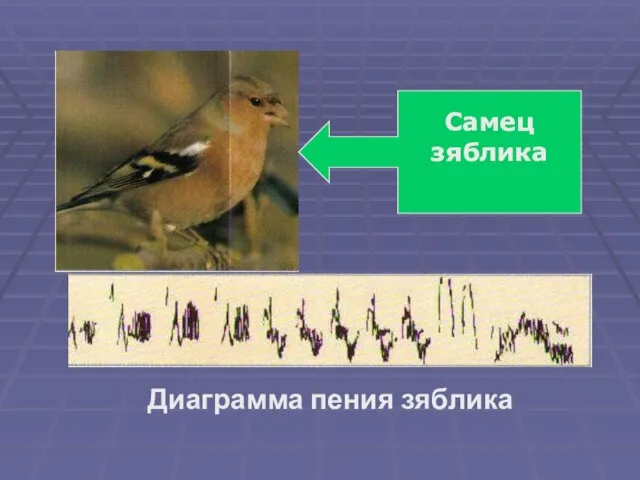 Диаграмма пения зяблика Самец зяблика