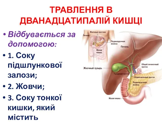 ТРАВЛЕННЯ В ДВАНАДЦАТИПАЛІЙ КИШЦІ Відбувається за допомогою: 1. Соку підшлункової залози;