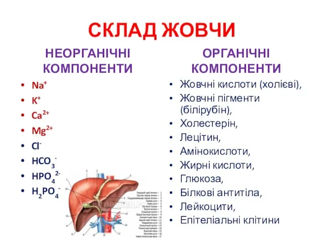 СКЛАД ЖОВЧИ НЕОРГАНІЧНІ КОМПОНЕНТИ Na+ K+ Ca2+ Mg2+ Cl- HCO3- HPO42-