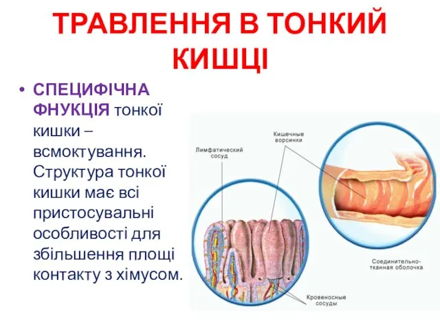 ТРАВЛЕННЯ В ТОНКИЙ КИШЦІ СПЕЦИФІЧНА ФНУКЦІЯ тонкої кишки – всмоктування. Структура