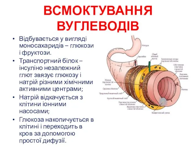 Ування ВСМОКТУВАННЯ ВУГЛЕВОДІВ Відбувається у вигляді моносахаридів – глюкози і фруктози.