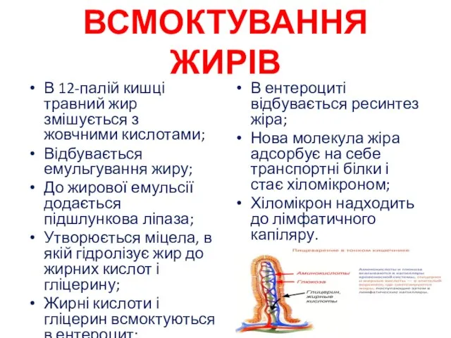 ВСМОКТУВАННЯ ЖИРІВ В 12-палій кишці травний жир змішується з жовчними кислотами;