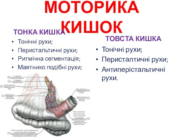 МОТОРИКА КИШОК ТОНКА КИШКА Тонічні рухи; Перистальтичні рухи; Ритмічна сегментація; Маятнико