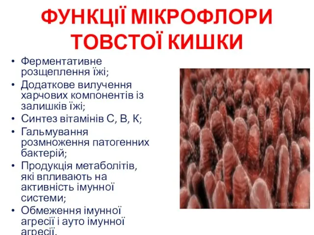 ФУНКЦІЇ МІКРОФЛОРИ ТОВСТОЇ КИШКИ Ферментативне розщеплення їжі; Додаткове вилучення харчових компонентів