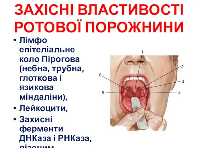 ЗАХІСНІ ВЛАСТИВОСТІ РОТОВОЇ ПОРОЖНИНИ Лімфо епітеліальне коло Пірогова (небна, трубна, глоткова