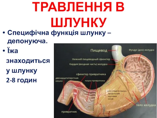 ТРАВЛЕННЯ В ШЛУНКУ Специфічна функція шлунку – депонуюча. Їжа знаходиться у шлунку 2-8 годин