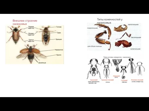 Типы конечностей у насекомых Внешнее строение насекомых