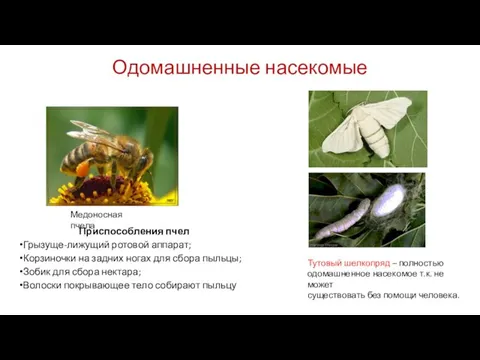 Одомашненные насекомые Медоносная пчела Тутовый шелкопряд – полностью одомашненное насекомое т.к.