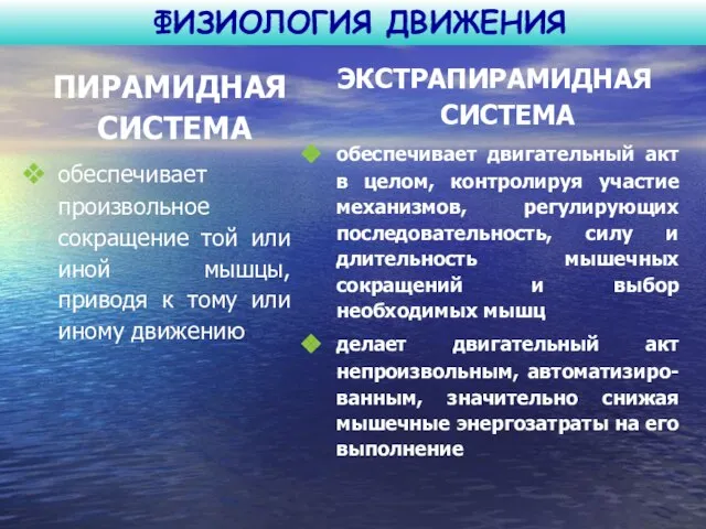 ФИЗИОЛОГИЯ ДВИЖЕНИЯ ПИРАМИДНАЯ СИСТЕМА обеспечивает произвольное сокращение той или иной мышцы,